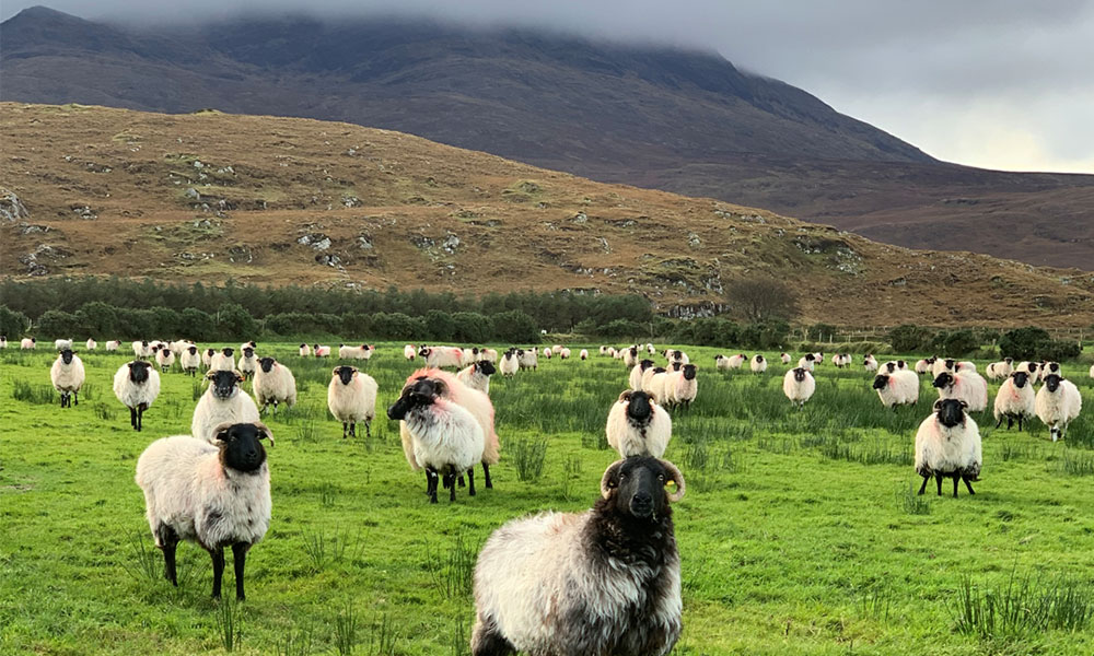 sheep farms in ireland